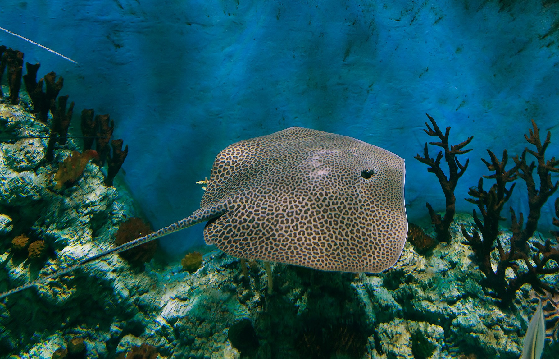 (Himantura Müller & Henle, 1837) Род Гимантуры, Химантуры, Хвостоколы